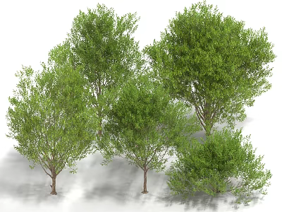 Lush Green Arbor Trees with Dense Foliage and Brown Trunks in Various Sizes 3d model