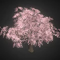 Pink Flowering Tree with Abundant Pink Blossoms in Full Bloom against Dark Background