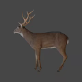 Realistic Brown Deer With Large Antlers Standing In Natural Pose