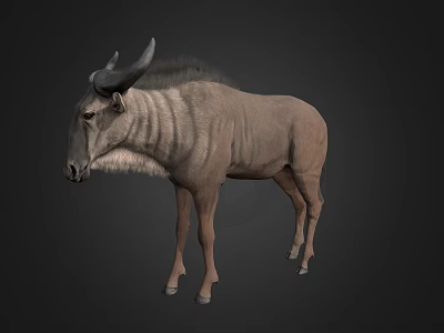 Realistic 3D Antelope Model With Grey Body Horns And Standing In Dark Background 3d model