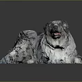 Artistic Border Collie Dog Lying On Black Background With Gray White Fur And Blue Tint