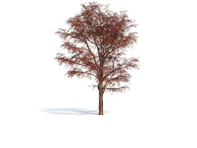 Tall Deciduous Arbor With Red Autumn Leaves And Brown Trunk Standing Isolated 3d model