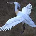 White Bird With Black Long Beak Standing On Grass Field With Spread Wings
