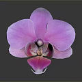 Bonsai Potted Plant With Purple Orchid Pink Gradient Petals Yellow Stem Black Background And Reflection