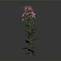Pink Flowering Plant With Green Leaves Vibrant Petals And Gray Background