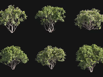 Six Different Shrub Varieties Featuring Lush Green Foliage for Garden Landscaping 3d model