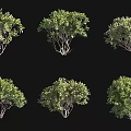 Six Different Shrub Varieties Featuring Lush Green Foliage for Garden Landscaping