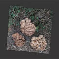 Natural Mushrooms Growing On Wooden Stone Surface With Green Vines And Moss