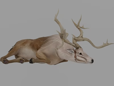 Modern Deer 3d model