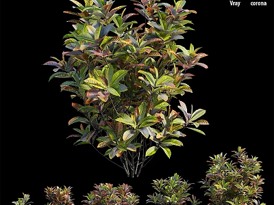 Garden Ornamental Viburnum Odoratissimum With Vibrant Foliage Various Sizes For Garden Decoration 3d model