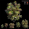 Garden Ornamental Viburnum Odoratissimum With Vibrant Foliage Various Sizes For Garden Decoration