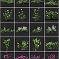 Various Types of Flowers and Plants with White Blooms and Green Foliage