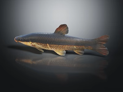 Slender Fish With Dark Light Coloration And Orange Fins On Shiny Reflective Surface 3d model