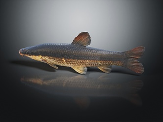 Modern Fish Pencil Fish 3d model