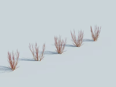 Red Shrubs With Slender Branches In A Row On Snowy Ground And Light Blue Sky 3d model