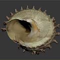 Conch Animal With Spiky Shell Textured Surface And Yellowish Brown Reddish Color