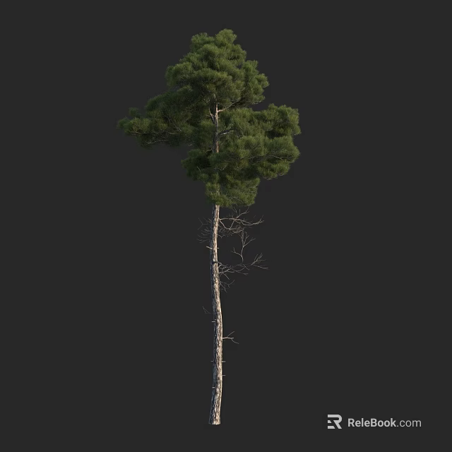 Tall Arbor Tree Featuring Straight Trunk Lush Green Foliage and Dense Evergreen Branches 3d model 