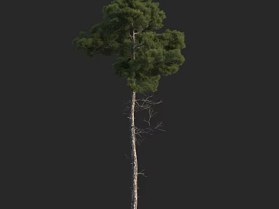 Tall Arbor Tree Featuring Straight Trunk Lush Green Foliage and Dense Evergreen Branches 3d model