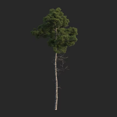 Tall Arbor Tree Featuring Straight Trunk Lush Green Foliage and Dense Evergreen Branches 3d model