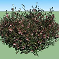 Four Lush Flower Bushes With Green Leaves And Pink Blooms For Garden
