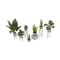 Indoor Plant Combination With Various Leaf Shapes Ceramic Concrete Pots And Metal Stands