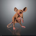 Standing Pink Mouse With Large Ears And Red Eyes On Black Background With Reflection 3d model