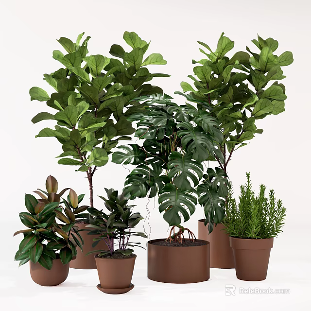 Varied Indoor Potted Plants For Home Decor With Fiddle Leaf Fig Monstera And Terracotta Pots 3d model 