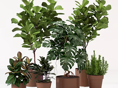 Varied Indoor Potted Plants For Home Decor With Fiddle Leaf Fig Monstera And Terracotta Pots 3d model