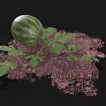 Fresh Ripe Watermelon With Green Leaves On Brown Soil