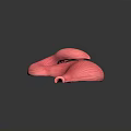 Anatomical 3D Model of Human Abdominal Organ Stomach Showing Detailed Internal Structure