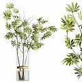 Transparent Glass Vases With Gold Trim And Green Leafy Plants On Display Shelf