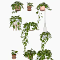 Lush Green Potted Plants With Terracotta And White Pots Hanging Or On Stands