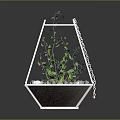 Green Plants Growing in Hanging Glass Terrarium with Small Stones and Soil
