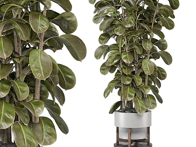 Large Leaf Potted Plants In White Pots With Wooden Stands 3d model