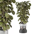 Large Leaf Potted Plants In White Pots With Wooden Stands