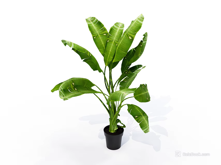 Large Leaf Green Potted Plant in Black Pot for Indoor Decoration 3d model 