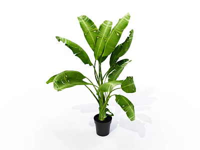 Large Leaf Green Potted Plant in Black Pot for Indoor Decoration 3d model