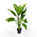 Large Leaf Green Potted Plant in Black Pot for Indoor Decoration