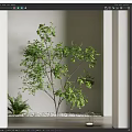 Lush Green Tree Against White Wall with Fern Plant and Decorative Base