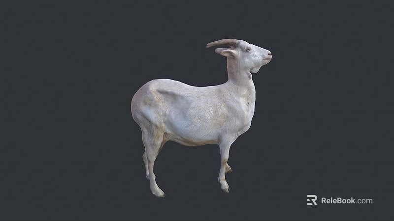 White Horned Reptile Standing Against Dark Background In Natural Posture 3d model 