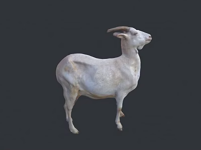 White Horned Reptile Standing Against Dark Background In Natural Posture 3d model