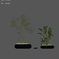 Indoor Bonsai Tree With Slender Trunks Green Leaves And Moss Covered Pot For Home Decor