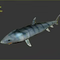 Blue and White Striped Shark 3D Model on Dark Background with Reflection