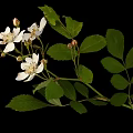 Vibrant White Flowers And Lush Green Leaves On Plant Against Black Background