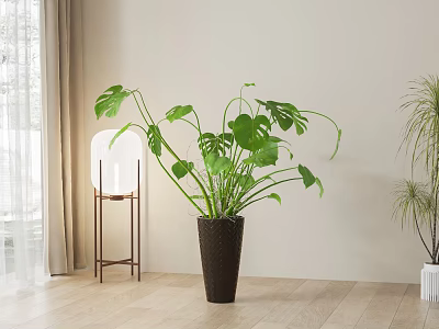 Large Indoor Monstera Potted Plant in Dark Brown Pot with Wooden Floor and Curtain 3d model