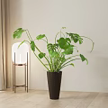 Large Indoor Monstera Potted Plant in Dark Brown Pot with Wooden Floor and Curtain