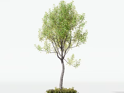Tree Pit With Lush Green Tree And Slender Trunk In Outdoor Setting 3d model