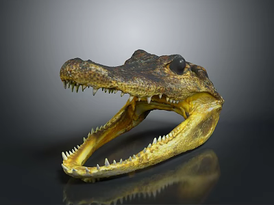 Crocodile Skull With Open Mouth Sharp Teeth And Brown Yellow Texture On Dark Background 3d model
