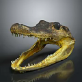 Crocodile Skull With Open Mouth Sharp Teeth And Brown Yellow Texture On Dark Background