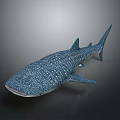 Whale Shark 3D Rendered Model With Blue Body White Spots On Gray Gradient Background